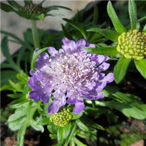 Scabiosa alpina (miniature Scabious)