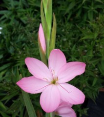 Schizostylis (Hesperantha) coccinea Caroline