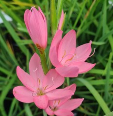 Schizostylis (Hesperantha) coccinea Caroline