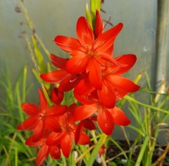 Schizostylis (Hesperantha) coccinea Cindy Towe