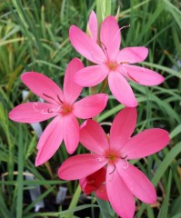 Schizostylis (Hesperantha) coccinea Autumns Dawn