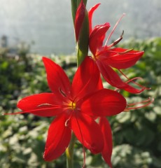 Schizostylis (Hesperantha) coccinea Cindy Towe