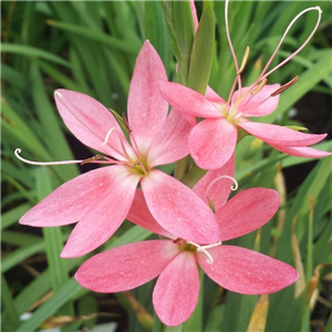 Schizostylis (Hesperantha) coccinea Mollie Gould