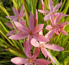 Schizostylis (Hesperantha) coccinea Rosea