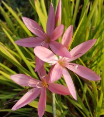 Schizostylis (Hesperantha) coccinea Rosea