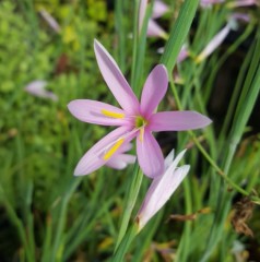 Hesperantha (Schizostylis) huttonii