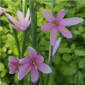 Hesperantha (Schizostylis) huttonii | Farmyard Nurseries