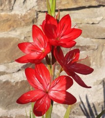 Schizostylis (Hesperantha) coccinea major virus