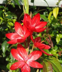 Schizostylis (Hesperantha) coccinea major virus