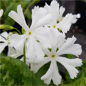 Primula sieboldii Syosin