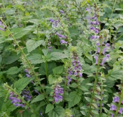 Scutellaria altissima