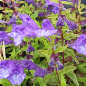 Scutellaria scordifolia