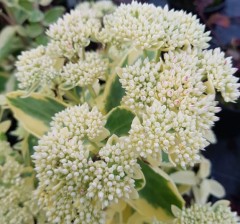 Sedum spectabile Autumn Charm