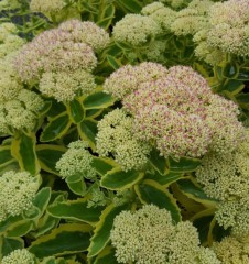 Sedum spectabile Autumn Charm