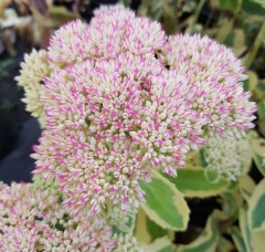 Sedum Frosted Fire