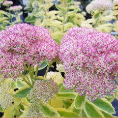 Sedum Frosted Fire