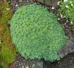 Sedum pachyclados