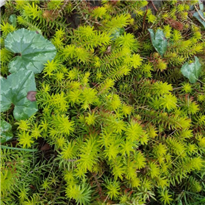 Sedum reflexum Aureum