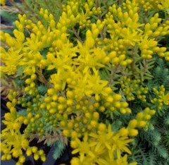 Sedum reflexum