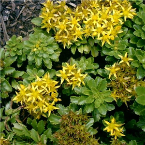 Sedum kamtschaticum Weihenstephaner Gold