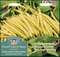 DWARF FRENCH BEAN Cala DOr