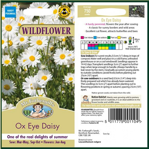 WF Ox Eye Daisy