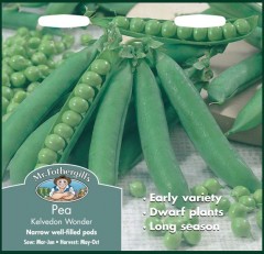 PEA Kelvedon Wonder