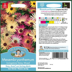 MESEMBRYANTHEMUM Livingstone Daisy Mixed