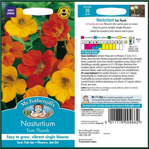 NASTURTIUM Tom Thumb