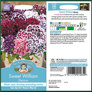 SWEET WILLIAM Electron