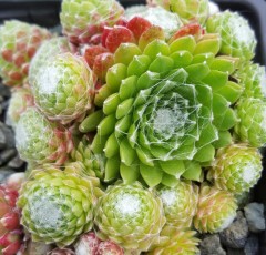 Sempervivum arachnoideum ssp. tomentosum