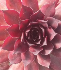 Sempervivum Burning Bush