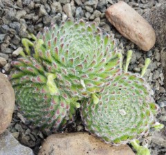 Sempervivum ciliosum var. borisii