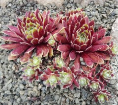 Sempervivum Kharleesi