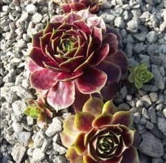 Sempervivum Ruby Meadows