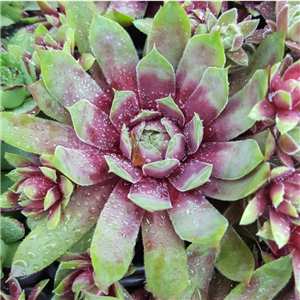 Sempervivum Solar Meadows