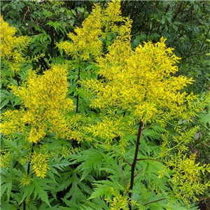 Senecio tanguticus | Farmyard Nurseries