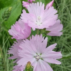 Sidalcea Elsie Heugh