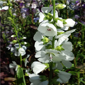 Sidalcea candida Bianca