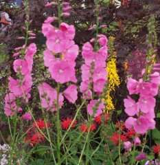 Sidalcea Rose Queen