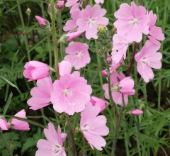 Sidalcea Sussex Beauty