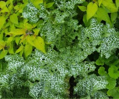 Silybum marianum