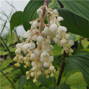 Maianthemum oleracea