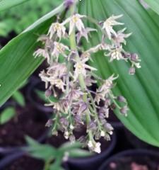 Smilacina paniculatum