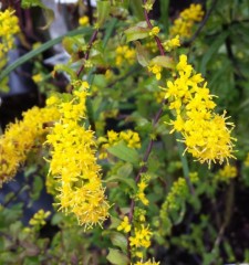 Solidago caesia