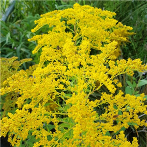 Solidago canadensis