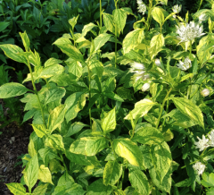 Solidago flexuosa Variegata