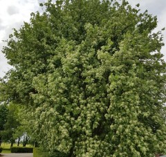 Sorbus aria Lutescens