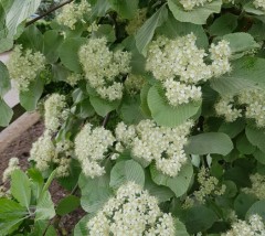 Sorbus aria Lutescens