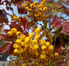 Sorbus aucuparia Josephs Rock